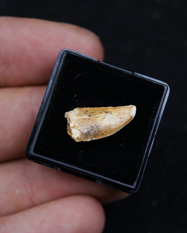 Dromaeosauridae o Abelisauridae Raptor