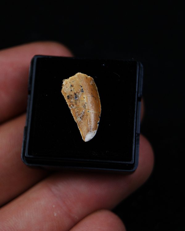 Dromaeosauridae o Abelisauridae Raptor