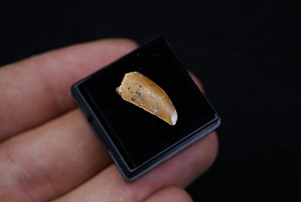 Dromaeosauridae o Abelisauridae Raptor
