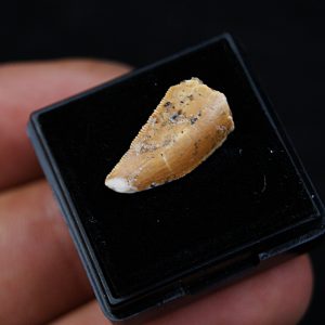 Dromaeosauridae o Abelisauridae Raptor