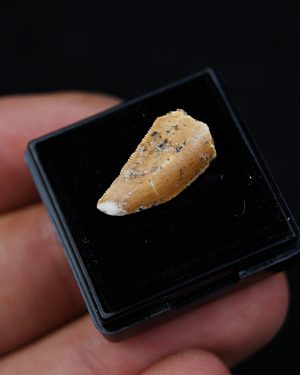 Dromaeosauridae o Abelisauridae Raptor