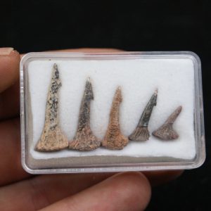 Onchopristis numidus