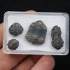 Trilobites Phacops