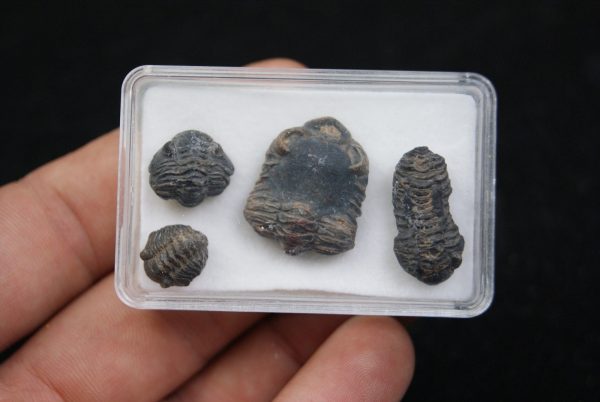Trilobites Phacops