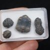 Trilobites Phacops