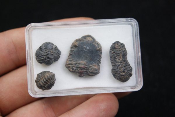 Trilobites Phacops