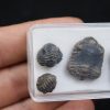 Trilobites Phacops