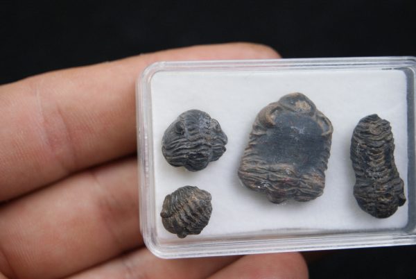 Trilobites Phacops