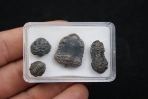 Trilobites Phacops