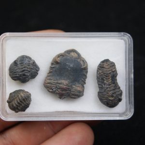 Trilobites Phacops