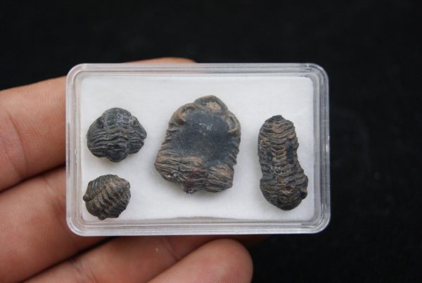 Trilobites Phacops