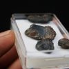 Trilobites Phacops