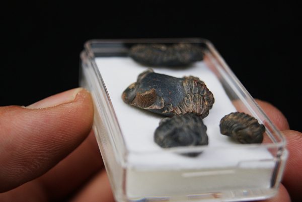 Trilobites Phacops