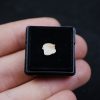 Muy raro Ginglymostoma