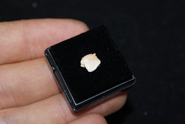 Muy raro Ginglymostoma