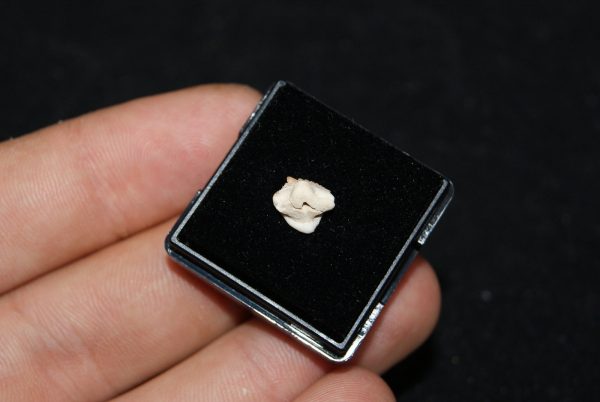 Muy raro Ginglymostoma