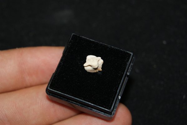 Muy raro Ginglymostoma