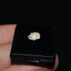 Muy raro Ginglymostoma