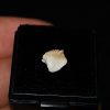 Muy raro Ginglymostoma