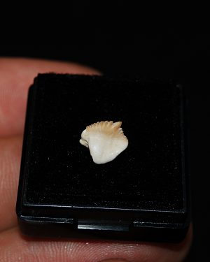 Muy raro Ginglymostoma