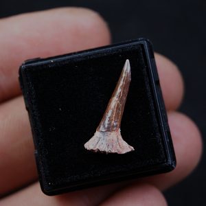 Onchopristis numidus