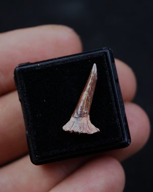 Onchopristis numidus