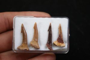 Onchopristis numidus