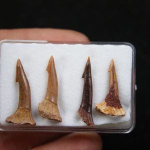 Onchopristis numidus