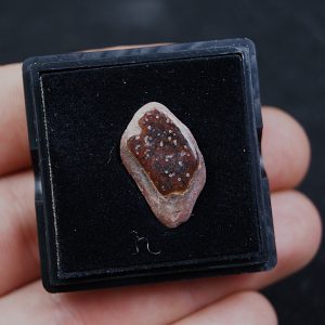 Lepidotes con daños de depredación