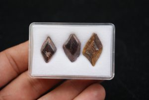 Escamas de Lepidotes pawdoski