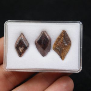 Escamas de Lepidotes pawdoski