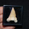 Diente de Palaeocarcharodon orientalis