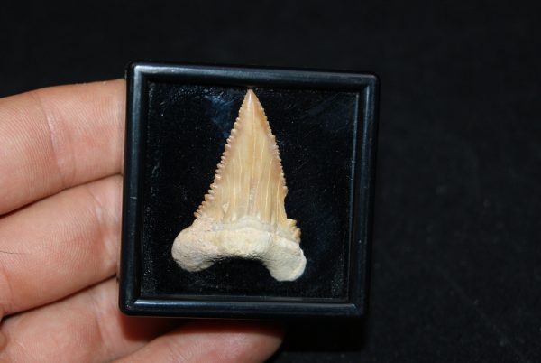 Diente de Palaeocarcharodon orientalis
