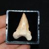 Diente de Palaeocarcharodon orientalis