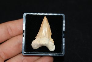 Diente de Palaeocarcharodon orientalis