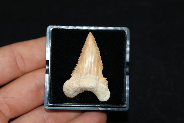 Diente de Palaeocarcharodon orientalis