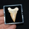 Diente de Palaeocarcharodon orientalis