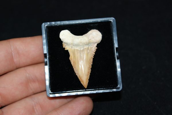 Diente de Palaeocarcharodon orientalis