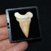 Diente de Palaeocarcharodon orientalis