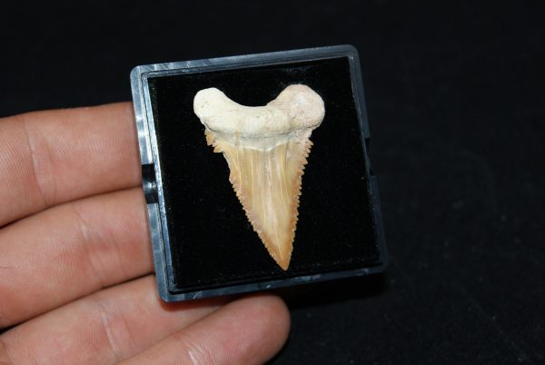 Diente de Palaeocarcharodon orientalis