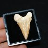 Diente de Palaeocarcharodon orientalis