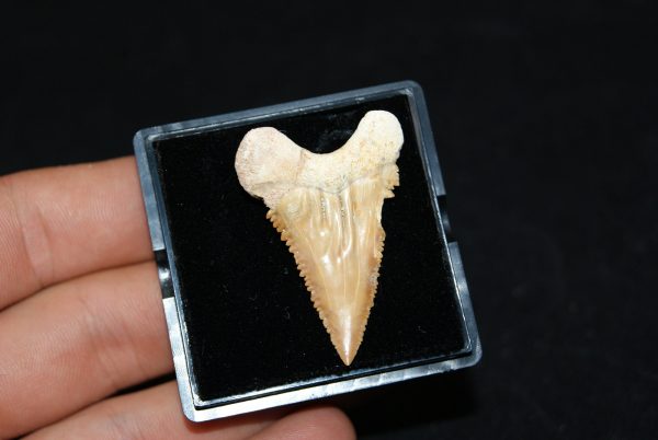 Diente de Palaeocarcharodon orientalis