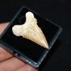 Diente de Palaeocarcharodon orientalis