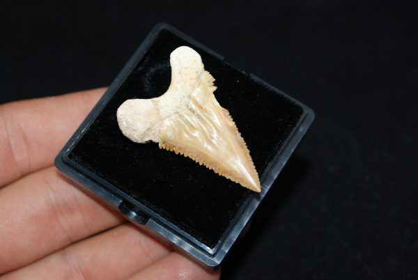 Diente de Palaeocarcharodon orientalis