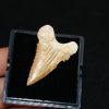 Diente de Palaeocarcharodon orientalis