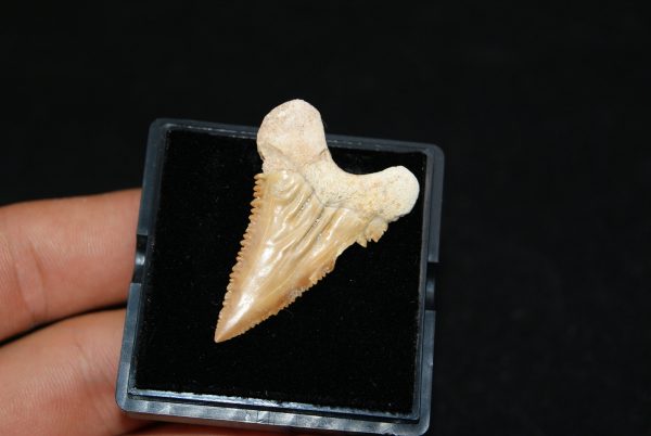Diente de Palaeocarcharodon orientalis