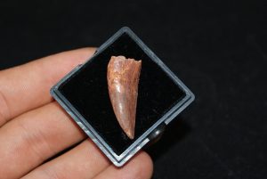 Raptor (Dromaeosauridae o Abelisauridae)
