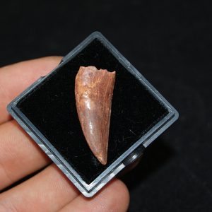 Raptor (Dromaeosauridae o Abelisauridae)