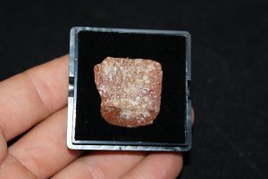 Osteodermo de Elosuchus cherifiensis