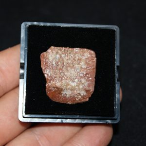 Osteodermo de Elosuchus cherifiensis